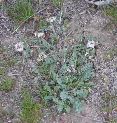 Browse Milkvetch thumbnail 3