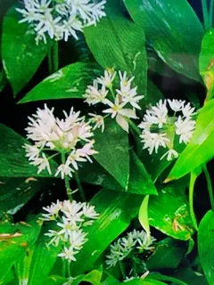 Ramsons thumbnail 2