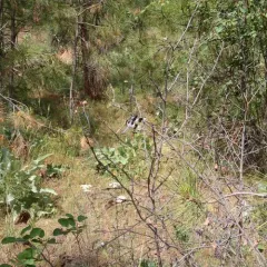 Eight-spotted Skimmer thumbnail 2