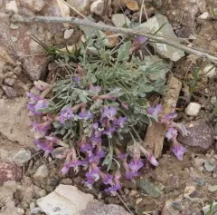 Torrey's milkvetch thumbnail 4