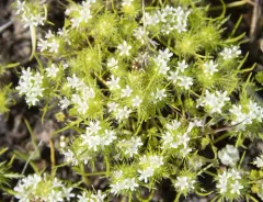 whitehead navarretia thumbnail 2