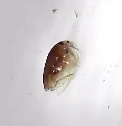Picripleuroxus striatus thumbnail 2
