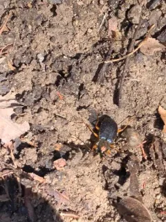 Summer Harp Ground Beetle thumbnail 3