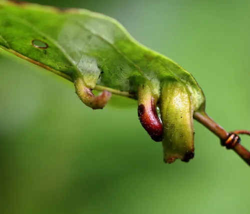 Craneiobia tuba