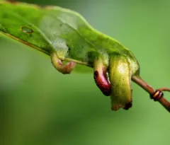 Craneiobia tuba thumbnail 1