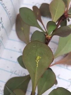 barberry aphid thumbnail 2