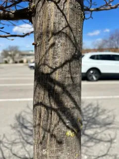 European Hornbeam thumbnail 4