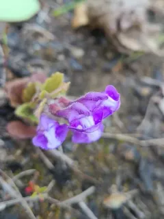 blue skullcap thumbnail 4