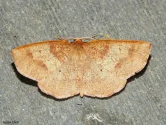 Angled Metarranthis Moth thumbnail 4