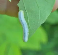 Brownheaded Ash Sawfly thumbnail 2