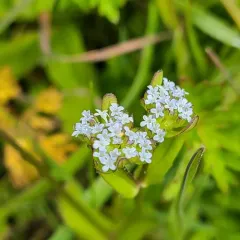 common cornsalad thumbnail 4