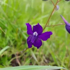 Menzies' Larkspur thumbnail 2