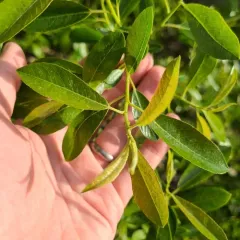 coastal willow thumbnail 3