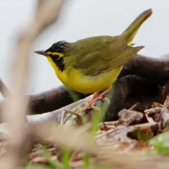 Kentucky Warbler thumbnail 3