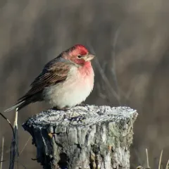 Cassin's Finch thumbnail 4