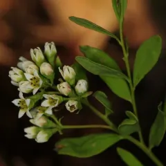 bastard toadflax thumbnail 2