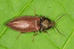 Oxygonus obesus thumbnail 3
