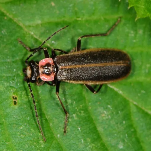 Short-collared Soldier Beetle