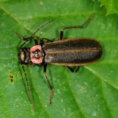 Short-collared Soldier Beetle thumbnail 1
