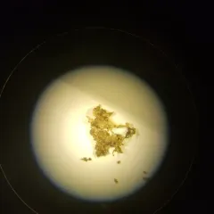 Western Pouncewort thumbnail 2