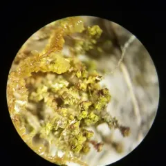 Notched Rustwort thumbnail 4