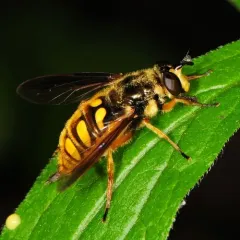 Spotted Wood Fly thumbnail 2