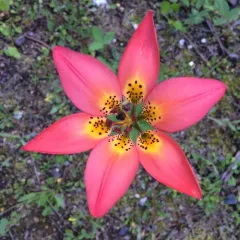 Wood Lily thumbnail 5