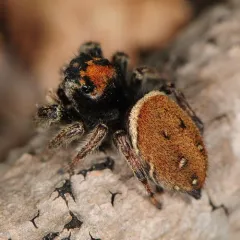 Whitman's Jumping Spider thumbnail 3