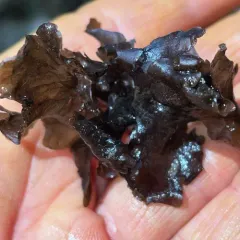 Eastern Waterfan Lichen thumbnail 4