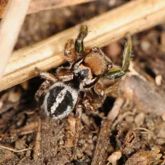 Habronattus viridipes thumbnail 2