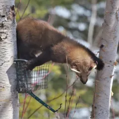 American Marten thumbnail 4