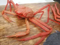 Grooved Tanner Crab thumbnail 4
