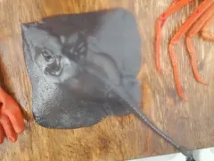 Roughtail Skate thumbnail 3