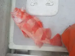 Redbanded Rockfish thumbnail 3