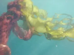Bull Kelp Nori thumbnail 4