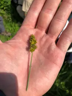 Heavy-fruited Sedge thumbnail 2
