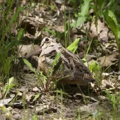 American Woodcock thumbnail 4