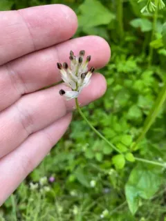white ramping-fumitory thumbnail 2