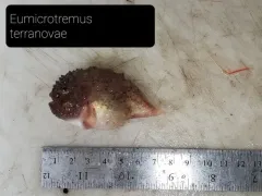 Newfoundland Spiny Lumpsucker thumbnail 3