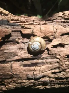 Gray-foot Lancetooth Snail thumbnail 3