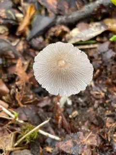 Coprinellus radians thumbnail 2