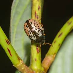 Calligrapha vicina thumbnail 3