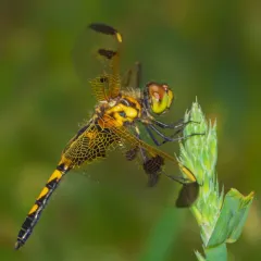 Calico Pennant thumbnail 3