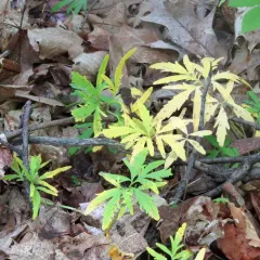 cut-leaved toothwort thumbnail 3