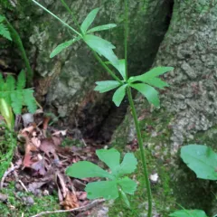 small-flowered buttercup thumbnail 4