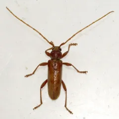 Pubescent Long-horned Beetle thumbnail 1