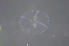 Small Fringed Jelly thumbnail 3
