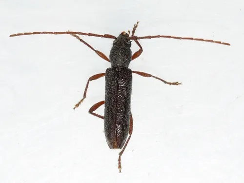 Micranoplium unicolor