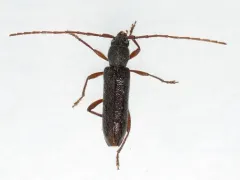 Micranoplium unicolor thumbnail 1