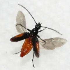 Pseudostrangalia cruentata thumbnail 1